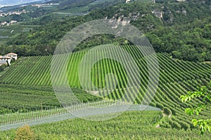 Apple plantation in Val di Non, Northern Italy