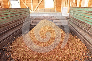 Apple pomace - By-product is produced when pressing apple juice and we use it for feeding wild game in the winter months photo
