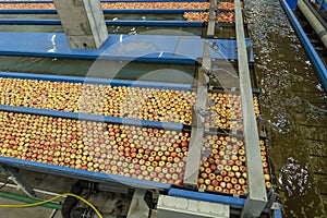 Apple Pre-Sorting Lines with Apples Floating in Water in Apple Flumes