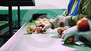 in an apple processing factory, workers in gloves sort apples. Ripe apples sorting by size and color, then packing