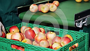 in an apple processing factory, workers in gloves sort apples. Ripe apples sorting by size and color, then packing