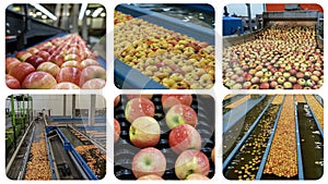 Apple Processing in Packing House - Photo Collage