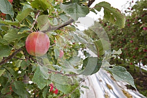 Apple production