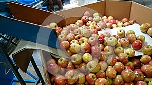 Apple Production Line