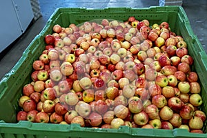 Apple Receiving and Processing in Large Fruit Packing House Facility Prior Distribution to Market