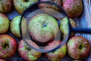 Apple research. One apple enlarged compared to the others in the crate where the other apples are stacked. An apple magnified with