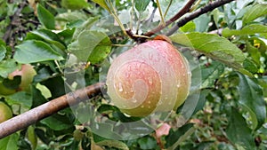 An apple ripens on a branch