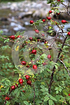 Apple rose fruit - Rosa villosa