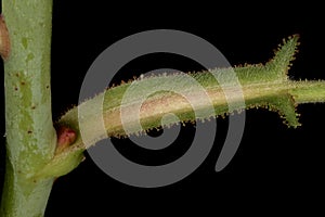 Apple Rose Rosa villosa. Stipule Closeup photo