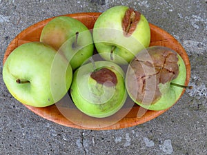 Spoiled apples. Spoiled orchard apple fruit harvest. Apple rot and other fruit rot fungi. Rotten apples.