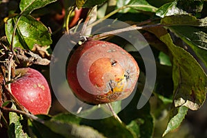 Apple scab disease