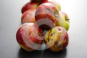 Apple scab disease