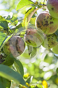 Apple scab disease photo