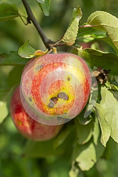 Apple scab disease photo