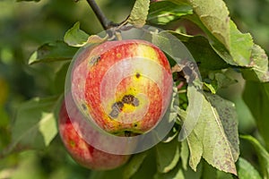 Apple scab disease photo