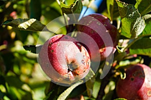 Apple scab disease photo