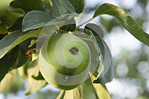 Apple scab. Venturia inaequalis. Apple-tree disease. Fruit damaged by pathogens on the tree photo