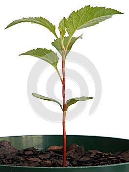 Apple seedling