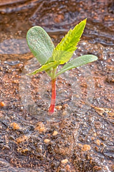 Apple Tree Seedling growing in wet dirt