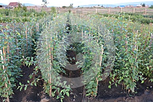 Apple seedlings in the nursery