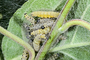 Apple small ermine moth, caterpillar feeding