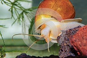 apple snail