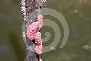 The apple snail eggs with a natural background are used as illustrations