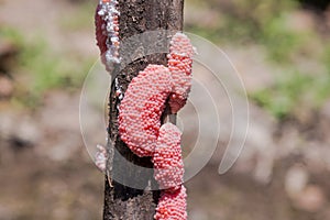 The apple snail eggs with a natural background are used as illustrations