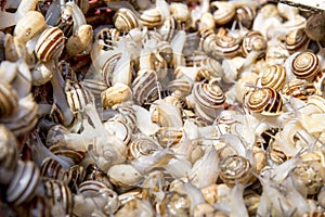 Apple Snail in Fresh Food Market