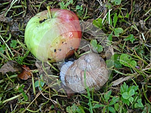 Apple and snail at the ground