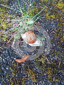 Apple snail Helix pomatia with slug