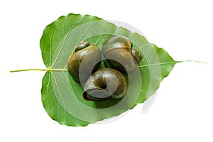 Apple snail on leaf isolated on white background