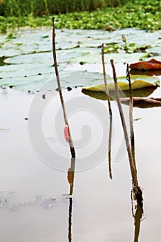 Apple snail