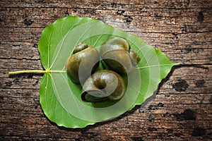 Apple snail on old wooden background