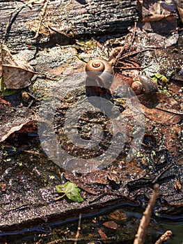 Apple snail Pomacea caliginosa shells