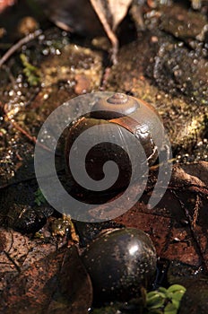 Apple snail Pomacea caliginosa shells