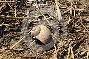 Apple snail shell