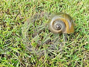 Apple snail shell on green grass floor.