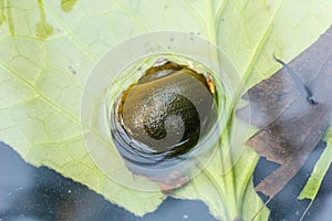 Apple snail at water surface.