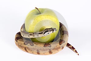 Apple and snake.