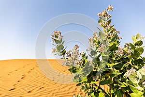 Apple of Sodom Calotropis procera plant with purple flowers blooming and desert sand dunes, UAE