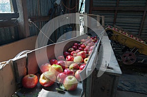 Apple sorting machine in a shed. Farm machinery scene