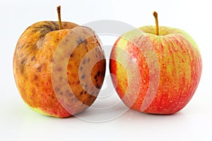 Apple spoiled on white background Healthy and rotten apples