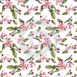 Apple spring blossom tree branch, flowers, buds, springtime seamless pattern watercolor illustration