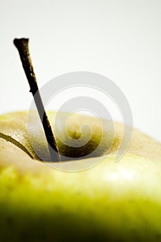 Apple stalk