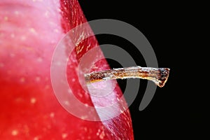 Apple stem