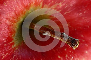 Apple stem