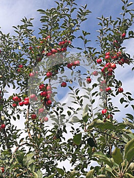 Apple tree