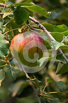 Apple on the Tree