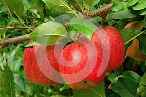 Apple on tree photo